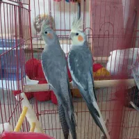 عروس هلندی