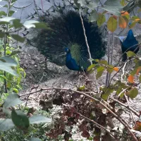 طاووس بالغ|پرنده|شاهرود, |دیوار