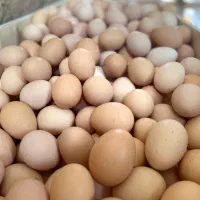تخم مرغ رسمی گلپایگان،جونیور،دوزرده ،بلدرچین وغیره|خوردنی و آشامیدنی|یزد, |دیوار