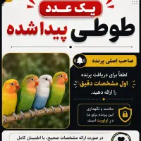 یک عدد طوطی پیدا شده