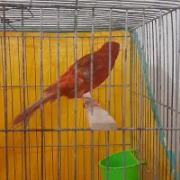 قناری|پرنده|بروجرد, |دیوار