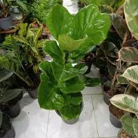 فیکوس افوربیا قاشقی off