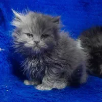 گربه اسکاتیش فولد و انفولد