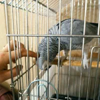 کاسکو سخنگو|پرنده|تهران, صاحب الزمان|دیوار