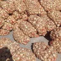 نیش پیاز برای دام