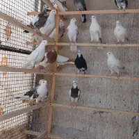 ۳۰عدد کبوتر پرشی|پرنده|کرج, کلاک نو|دیوار