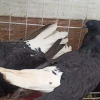 پرنده کبوتر کفتر اشعل|پرنده|اهواز, فاز ۱ پادادشهر|دیوار