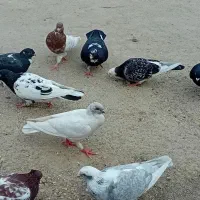 ۱۰ تا کبوتر|پرنده|مینودشت, |دیوار