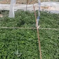 نهال گوجه،|گل و گیاه طبیعی|مشهد, فرخد|دیوار
