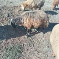 قوچ‌جوان‌دامازدق|حیوانات مزرعه|ثمرین, |دیوار