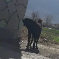 سگ گله ای  قدریجانی