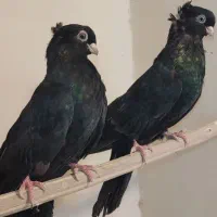 جفت کبوتر صرب اتریش|پرنده|فولادشهر, زاینده رود|دیوار