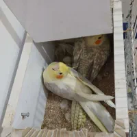 جفت عروس هلندی