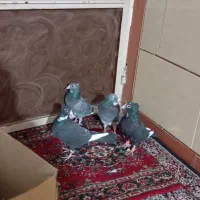 نرمایع پلنگ|پرنده|شیراز, حومه شیراز|دیوار