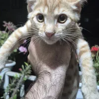 واگذاری گربه
