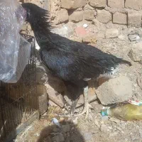 مرغ لاری|حیوانات مزرعه|قم, نیروگاه|دیوار