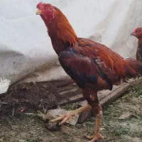 مرغ وخروس لاری معاوضه با کفتر
