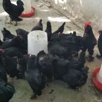 فروش جوجه و تخم نطفه دار مرندی