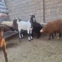 دوعدد بز افقانی ابستن نزدیک زا