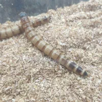 خزندگان جیرجیرک ،کرم ملیورم ،کرم سوپر میلورم|خزنده|مشهد, ملک‌آباد|دیوار