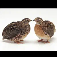 نیازمند ضامن برای وام ۱۵۰ ملیونی