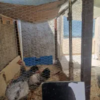 مرغ