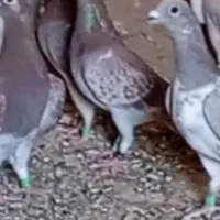 قوره وسطی گم شده کسی گرفته خریدارم