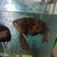 ماهی اسکارغول پیکر .معاوضه