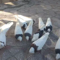 تعدادی کبوتر طوقی