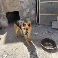 سگ ژرمن