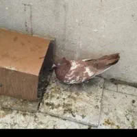 کفتر نرو ماده با جفت و ۱عدد کفتر نر