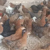مرغ نیمچه درشت گلپایگانی|حیوانات مزرعه|اصفهان, نصرآباد|دیوار