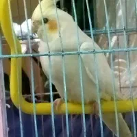 عروس هلندی|پرنده|فردیس, شهرک ناز|دیوار