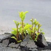 کارت ملی من گمشده لطفا هرکسی پیدا کرده اطلاع بده