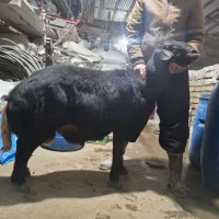 قوچ دوساله|حیوانات مزرعه|باغ حلی, |دیوار