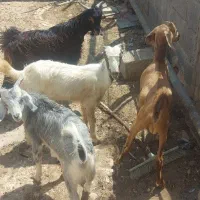 کهره کوچیک مخصوص پروار