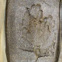 خمیر کشمش و کشمش حلوایی