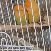 طوطی برزیلی اوپال نارنجی|پرنده|کرج, شهرک سهرابیه|دیوار