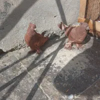 کفتر کبوتر راعبی رواعب