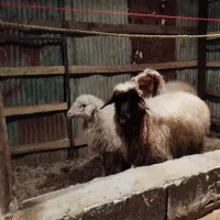 گوسنفد زنده ۲۴ کیلوو