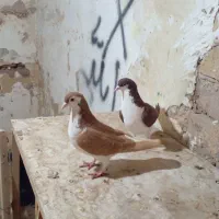 دو جفت کبوتر جفت گاهی|پرنده|زبرخان, |دیوار