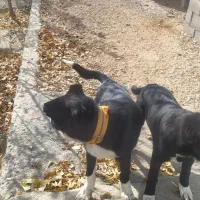 توله سگ قدرجونی اصل|سگ|قهدریجان, |دیوار