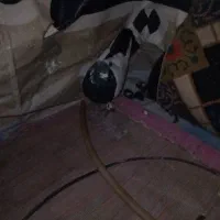 کبوتر|پرنده|پلدختر, |دیوار