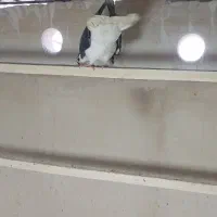 رنگی یجایی|پرنده|قم, انسجام|دیوار