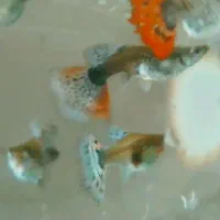 گوپی عمده و خرده