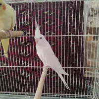 عروس هلندی دوکت و البینو|پرنده|گنبد کاووس, |دیوار