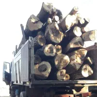 خریدار انواع چوب|خدمات باغبانی و درختکاری|کامیاران, |دیوار