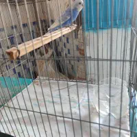 مرغ عشق نر|پرنده|ایرانشهر, |دیوار