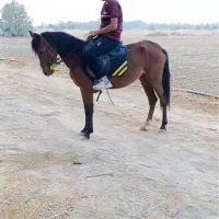 فروش مادیون سواری رهوار ابستن