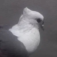 ماده شونی خوشونه اصیل